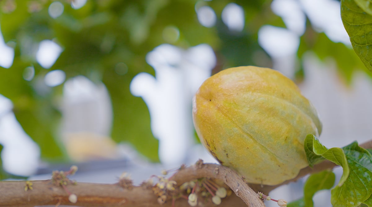 Cacao Pod in Mars' greenhouse at UC Davis