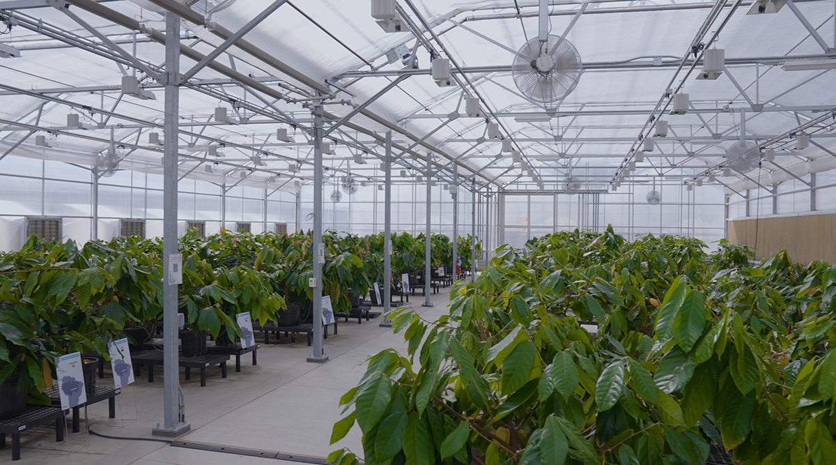 Mars Cacao Conservation Room at UC Davis