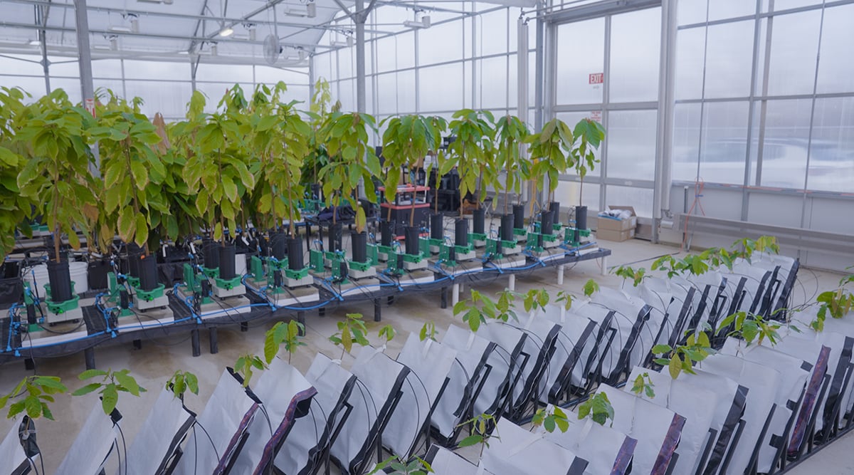 Mars conducting drought tolerance and rootstock testing at UC Davis