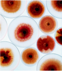 A variety of Fusarium graminearum molds are shown. The USDA’s Agricultural Research Service has recently developed a DNA-based diagnostic procedure that can be used to rapidly and accurately distinguish the eight species within the F. graminearum complex.