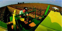 Agricultureal engineer examines a sample of corn collected from a combine’s grain flow sensor