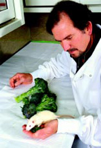 USDA Agricultural Research Service nutritionist John Finley holds a rat and a sample of high-selenium broccoli being used in a feeding study.