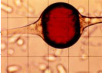 In coacervation, a soluble polymer is induced to come out of solution and form a shell around droplets of an oil in an aqueous medium. The shell is then hardened by addition of glutaral-dehyde collected and dried.