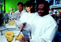 USDA-ARS researchers work on methods to improve microbiological quality of fresh-cut cantaloupe.