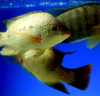 Tilapia, a freshwater fish having a mild taste, is increasing in popularity. Archer Daniels Midland is involved in producing the fish for market.