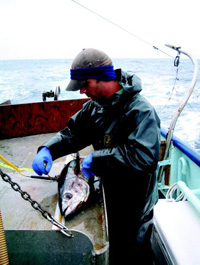 Researcher Sean Carroll collects size and temperature data of albacore tuna off the coast of Oregon for traceability and marketing purposes. Photo taken by researcher Michael Thompson, Oregon State University, aboard F/V Heidi owned and operated by Mark Halverson.