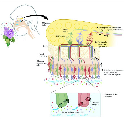 Understanding how the olfactory system works may influence future product formulating, especially since smell can play an important role in the perception of taste.