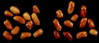 Uncoated peanuts (left) and peanuts coated (right) with a whey protein–based oxygen-barrier film. Packages are often multilayer because they have to include an oxygen-barrier layer and a moisture-barrier layer. Forming the oxygen barrier as a coating on the peanuts allows simplification of the package, reducing cost and potentially improving recyclability.