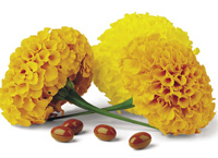 Marigolds serve as a source of commercial lutein available for use in functional foods and dietary supplements.