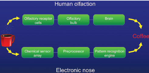 Comparison of human and electronic olfaction. From Luzuriaga (1998)