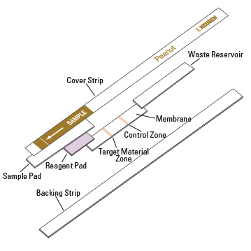 The development of two lines on a Reveal® test strip indicates a positive test result. The development of only one line on the strip indicates a negative result. 