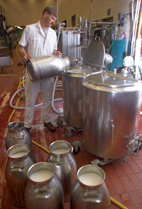Pilot plant operator at the University of Minnesota prepares to separate fat from milk for subsequent production and sale of Parmesan cheese.