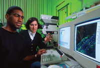 Microbiologists observe the display of a confocal microscope being used to examine an alfalfa sprout root that has been experimentally contaminated with Salmonella. The microbes are identified by green or blue dots on the computer screen.
