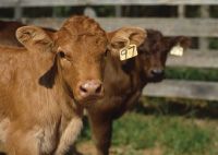 Cattle (and other farm animals) are identified from birth on by USDA-approved tags bearing an animal identification number unique to each animal, as part of USDA’s National Animal Identification System that helps producers and animal health officials respond quickly and effectively to events affecting animal health in the U.S.