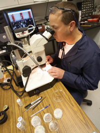 FDA forensic chemist investigating contaminated pet food isolates foreign particles from contaminated wheat gluten for chemical analysis using a stereoscopic light microscope.