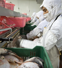 Workers, such as these individuals shown cleaning tilapia in the Honduran Aquafinca Saint Peter Fish S.A. facility, adhere to high sanitation standards.