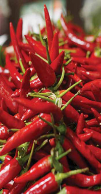 Capsaicinoid, the active component of Capsicum extract from hot red peppers, is linked to increased energy expenditure and enhanced carbohydrate and fat burning.