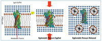 How pressure cycling technology extracts cell contents. Lipid bilayer is a predominant structure of biological membranes which surround the cells and separate cellular compartments. Lipid molecules are held together in a liquid-crystal arrangement by hydrophobic interactions of lipid “tails” and ionic interactions between lipid polar “heads” and water. Pressure cycling disrupts the lipid bilayer and releases the membrane proteins. The lipid molecules, generally insoluble in aqueous buffers, then tend to form micelles (circular structures), hiding the nonpolar lipid tails away from water and exposing the hydrophilic heads outward.