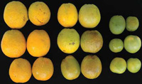 Normal, asymptomatic, and symptomatic oranges used in sensory and chemical flavor tests differ in size, color, and flavor.