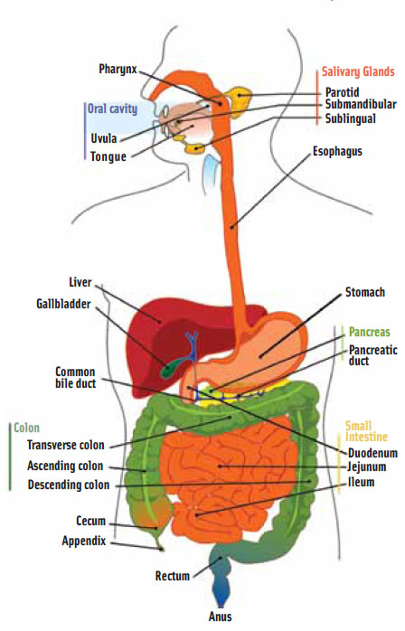 The human digestive system. Illustration by Mariana Ruiz Villareal