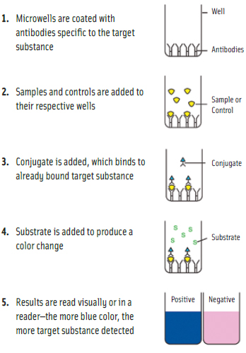 Testing for Gluten in Foods