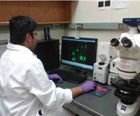 Graduate student Lateef Syed records videos during a dielectrophoretic E. coli capture experiment. A fluid containing fluorescencelabeled bacteria is passed at a fixed velocity through the device, and the  dielectrophoretic capture and release of the bacteria can be observed under a fluorescence microscope as a reversible process when the voltage is turned on and off.
