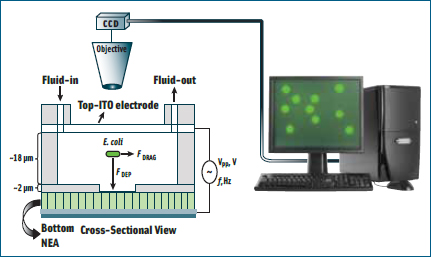 Cross-sectional schematic view of the nanodielectrophoretic device used to capture E. coli. It consists of the nanoelectrode array (NEA) on the bottom and an indium tin oxide (ITO) transparentglass macro-electrode on top. The experiments are performed by placing the device under an upright optical microscope with a charge-coupled-device (CCD) video camera on top to record the process.