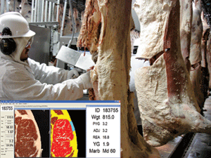 E+V Technology’s VBG2000 provides a readout used to determine the yield grade of carcasses.