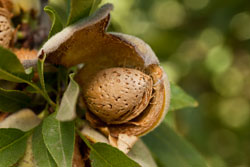 When almonds are ready for harvesting, the hull splits, and the nuts are harvested by mechanically shaking the tree and collecting the nuts.