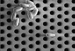 SieveCorp offers a dead stop (100% retention) for bacterial spores such as the Bacillus pumulis spores shown in this SEM photo.