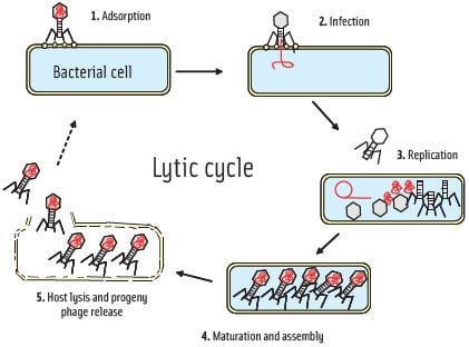 The lytic cycle involves several steps: First the phage recognizes the bacterial cell wall with its tail fiber receptors. Then the phage injects its DNA into the bacterium, commanding it to start producing new progeny phages. Enzymes released within the bacterial cell lyse the cell wall, resulting in release of the new phages and death of the bacterium. This cycle is irreversible within seconds after the phage attaches to a target bacterium and is completed in about 20 minutes.