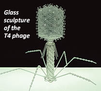 Glass sculpture of the T4 phage