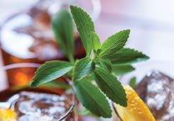 Stevia