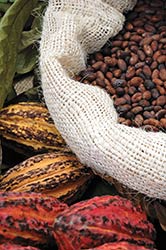 Cacao