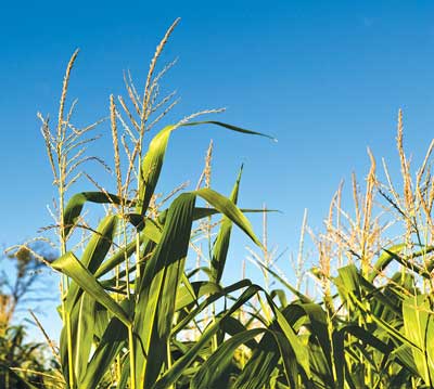 Corn field