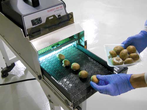 Mushrooms being treated with UV-B using a Uvitron Sunray 400 pilot plant unit.  