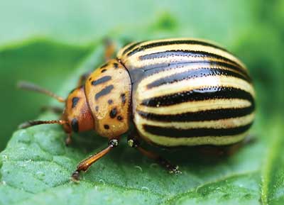 Colorado potato beetle