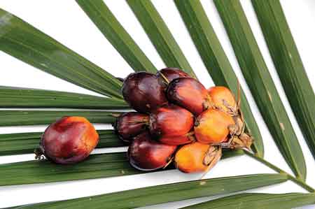 Palm fruit