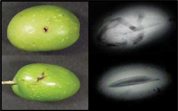 Photographs and x-ray images of olives with and without fruit fly infestation.
