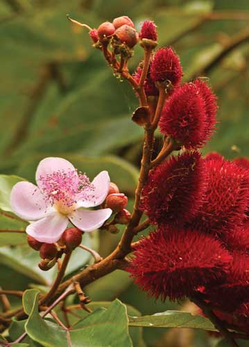 Bixa orellana tree