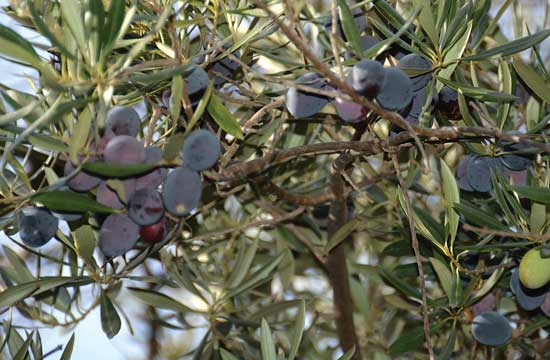 Olive tree at UC Davis campus
