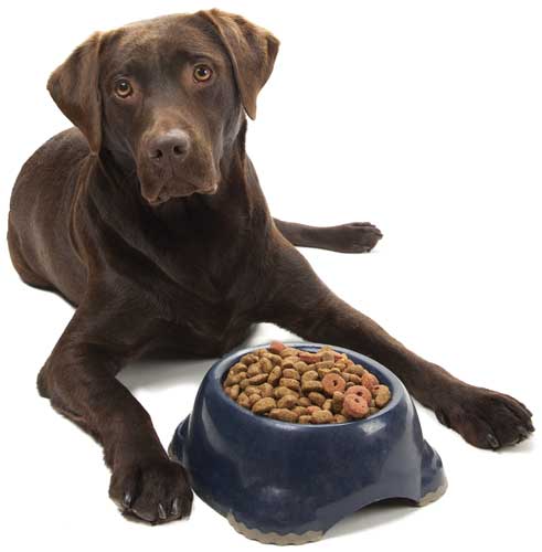 Dog with bowl of food