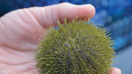 Green sea urchin