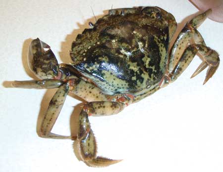 European green crab