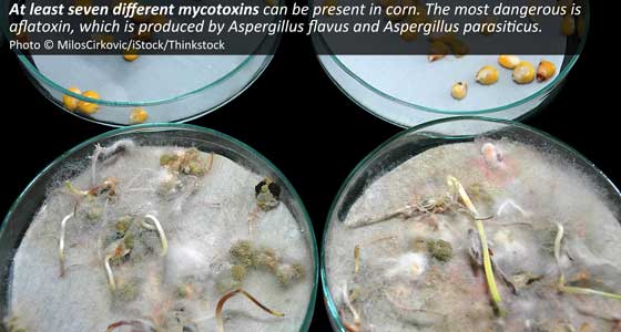 Corn molds with aflatoxin in Petry dish. © MilosCirkovic/iStock/Thinkstock