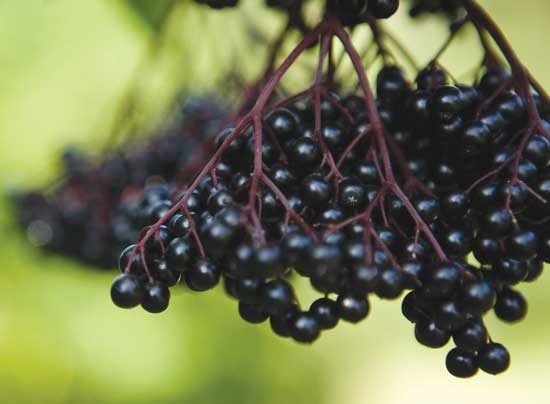 Elderberries