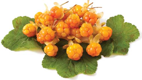 Cloudberry