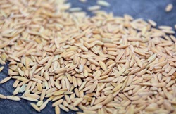 Rice is dried while still inside its hulls.
