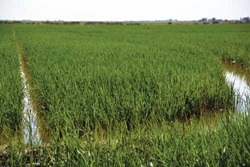 University of Arkansas rice field