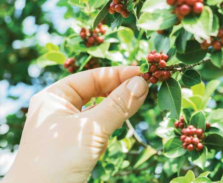 Coffee cherries